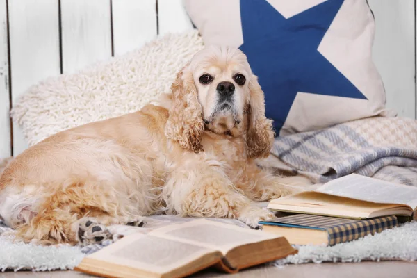 Hund mit Büchern auf Sofa drinnen — Stockfoto