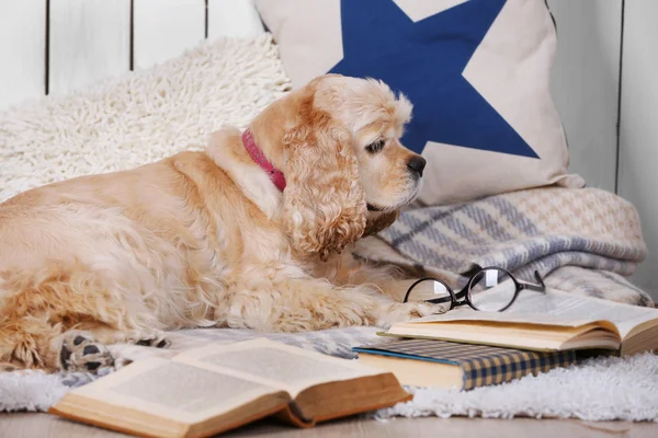 Perro con libros en el sofá interior — Foto de Stock