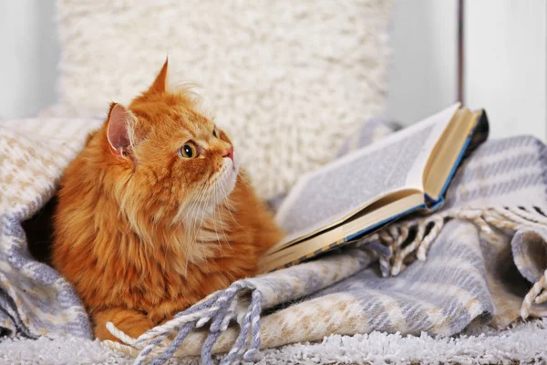 Gato vermelho com livros no sofá dentro — Fotografia de Stock