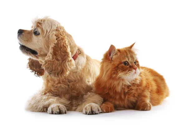 Americano cocker spaniel y rojo gato juntos aislado en blanco —  Fotos de Stock