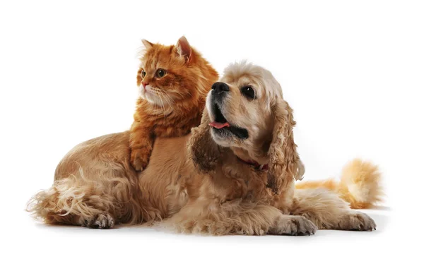 Amerikanischer Cockerspaniel und rote Katze zusammen isoliert auf weiss — Stockfoto