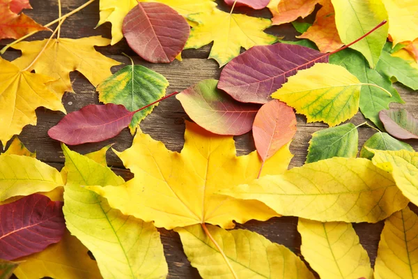 Hojas de otoño sobre el fondo de madera — Foto de Stock