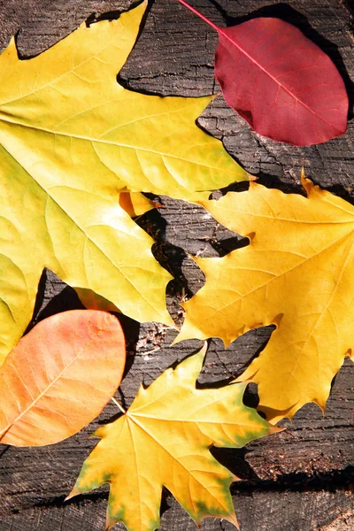 Feuilles d'automne sur le fond en bois — Photo