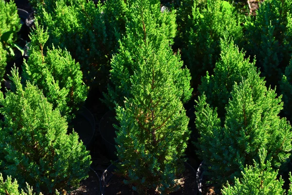 Hedge of thuja trees, close up — Stock Photo, Image
