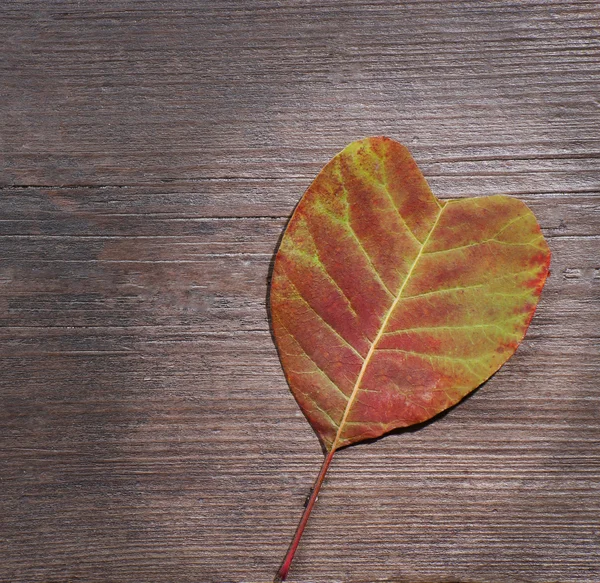 Hoja de otoño sobre fondo texturizado de madera —  Fotos de Stock