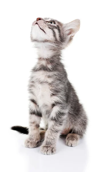 Lindo gatito gris, aislado en blanco — Foto de Stock