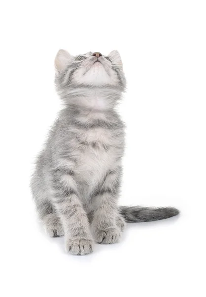 Sevimli küçük gri kedi izole — Stok fotoğraf