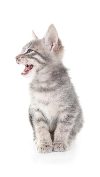 Χαριτωμένο μικρό γατάκι γκρι απομονωθεί — Φωτογραφία Αρχείου