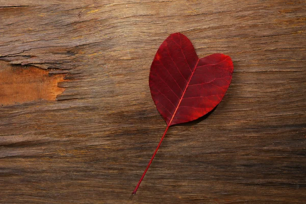 Złoty liść jesieni — Zdjęcie stockowe