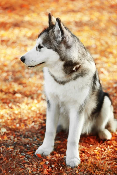 อลาสก้า Malamute ในสวนสาธารณะ — ภาพถ่ายสต็อก