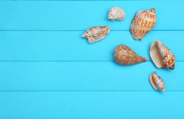 Seashells na mesa de madeira — Fotografia de Stock