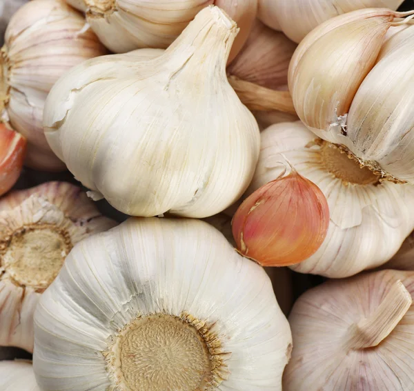 White garlic background — Stock Photo, Image