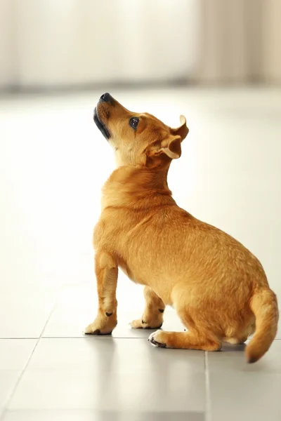 Liten rolig söt hund sitter — Stockfoto