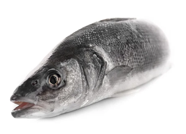 Свіжа риба Sea Bass ізольована на білому тлі — стокове фото