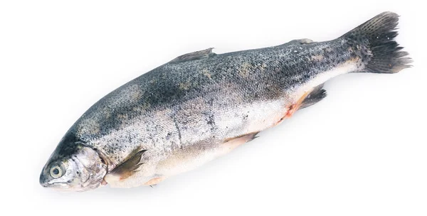 Friss tengeri sügér hal izolált fehér alapon — Stock Fotó