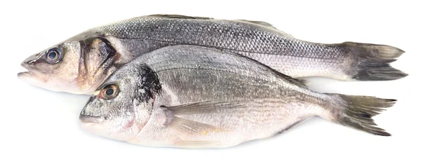 Fresh sea bass fish — Stock Photo, Image