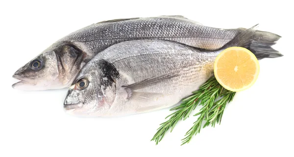 Fresh fish with lemon and rosemary — Stock Photo, Image