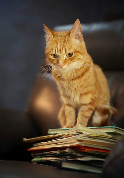 Red cat and pile of books on leather chair, close up — Stock Photo, Image