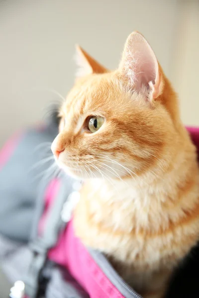 Gatto rosso in borsa sportiva, da vicino — Foto Stock