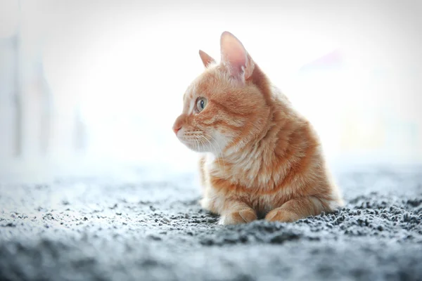 床に赤い猫がいて — ストック写真