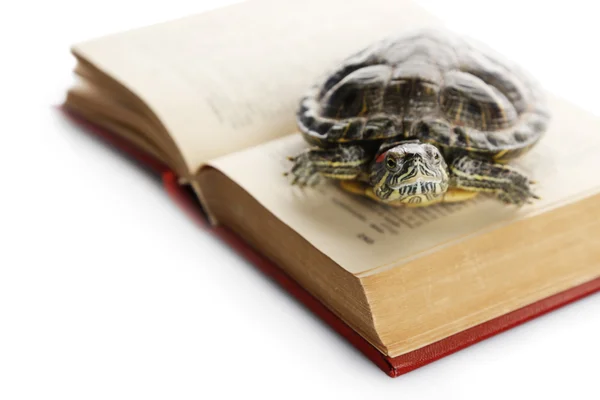 Turtle on opened book against white background, close up — Stock Photo, Image