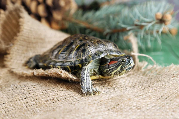 Schildkröte auf Säckelgrund, Nahaufnahme — Stockfoto