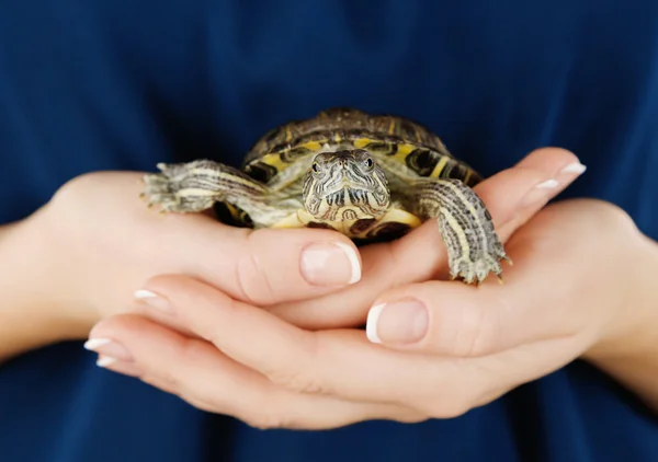 Sköldpadda i kvinna händer — Stockfoto