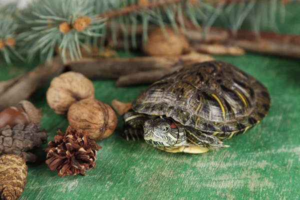 Tortue avec gland et feuilles d'automne sur fond vert — Photo