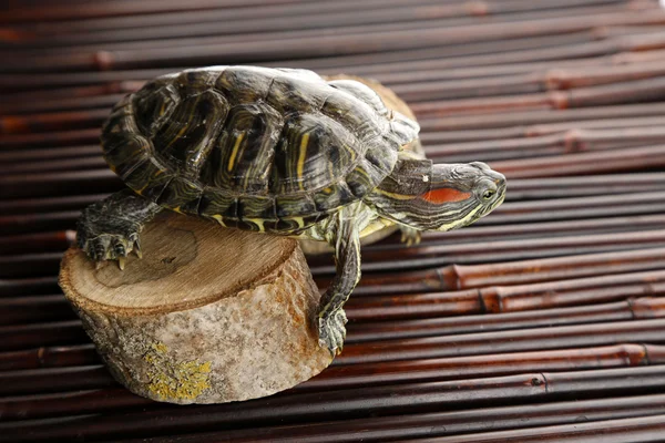 Schildkröte auf Holzgrund — Stockfoto