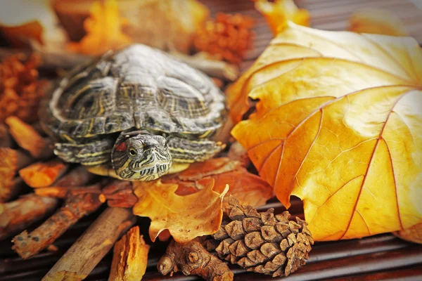 Tortue avec gland et feuilles d'automne sur fond en bois — Photo
