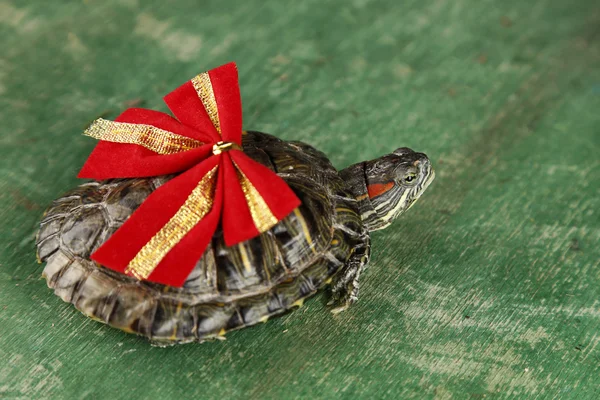 Tortuga con lazo rojo sobre fondo verde, de cerca —  Fotos de Stock