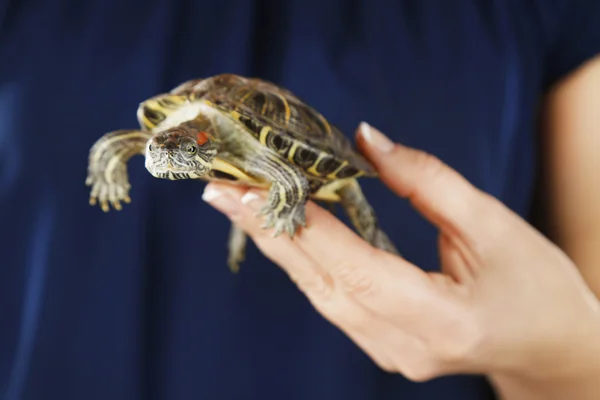 Tortue dans les mains de la femme — Photo