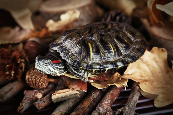 Tortuga con bellota y hojas de otoño sobre fondo de madera —  Fotos de Stock