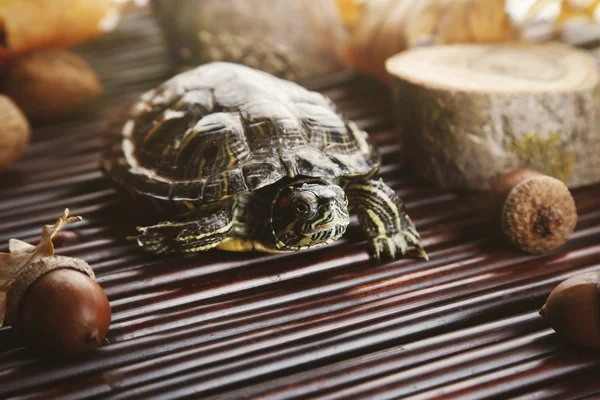 Tortue avec gland sur fond en bois — Photo