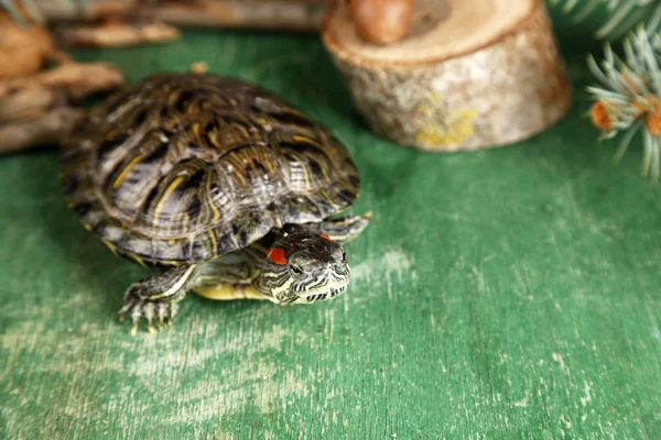 Tortue avec gland et feuilles d'automne sur fond vert — Photo