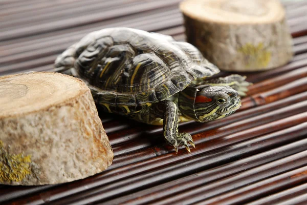 Sköldpadda på trä bakgrund — Stockfoto