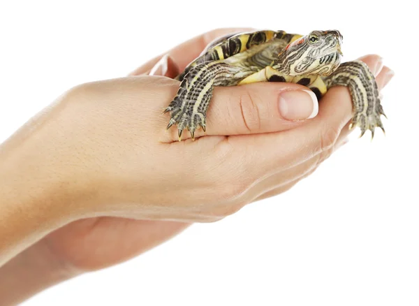 Żółw w ręce kobieta na białym tle — Zdjęcie stockowe