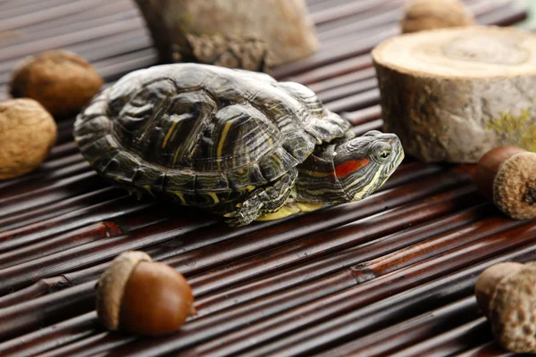 Tartaruga con ghianda su sfondo di legno — Foto Stock