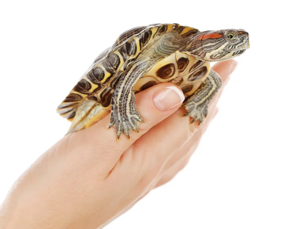 Żółw w ręce kobiety — Zdjęcie stockowe