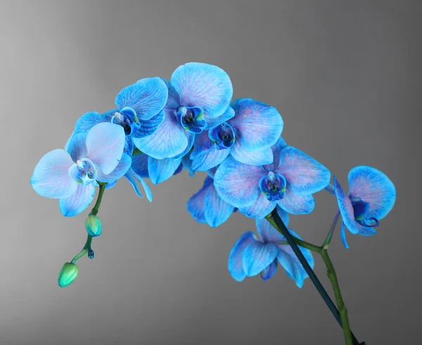 Schöne Orchideenblume — Stockfoto