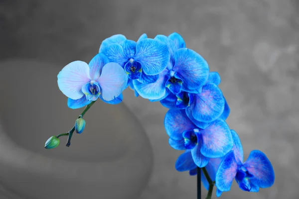 Belle fleur d'orchidée — Photo