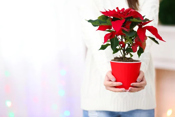 クリスマスの花ポインセチアの女性 — ストック写真