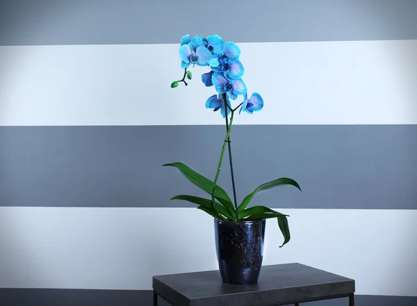 Красивая голубая орхидея на столе — стоковое фото
