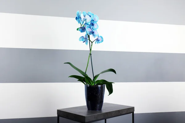 美丽的蓝色兰花，在桌子上 — 图库照片
