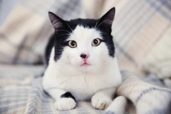 Beautiful cat on plaid — Stock Photo, Image