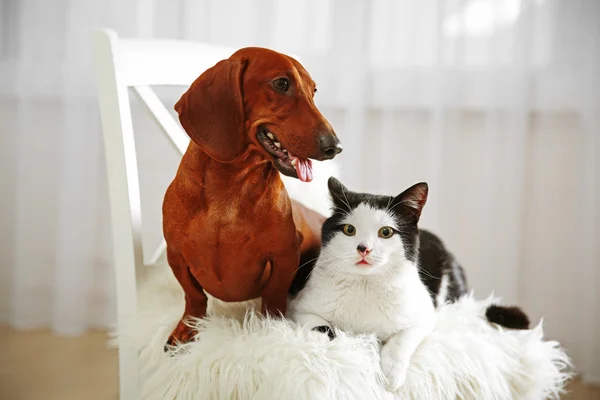 Mooie kat en teckel hond op stoel, binnen — Stockfoto