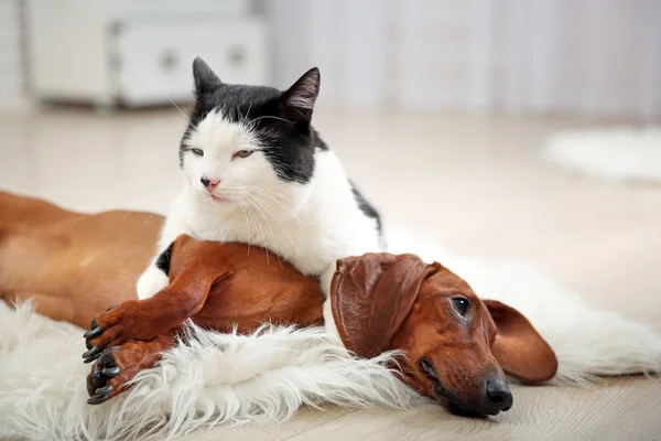敷物、室内に美しい猫とダックスフント犬 — ストック写真