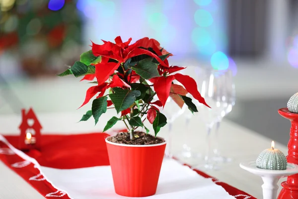 Natale fiore poinsettia sul tavolo, su sfondo luci — Foto Stock