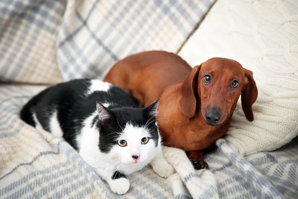 Gato bonito e cão dachshund em xadrez — Fotografia de Stock