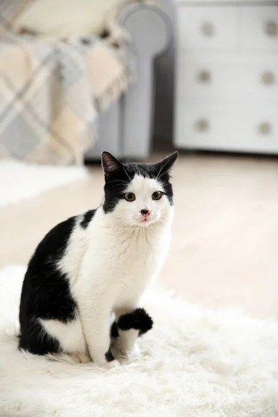 Beautiful cat on carpet, indoor — Stock Photo, Image